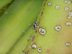 Peltophorus polymitus