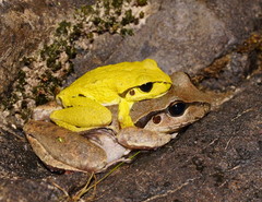 Ranoidea lesueuri