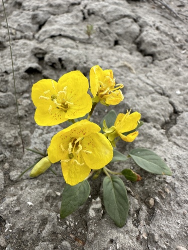 Grand Junction Camissonia (Chylismia eastwoodiae)