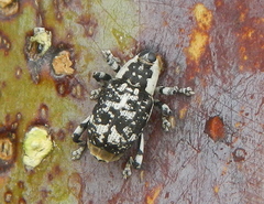 Peltophorus polymitus