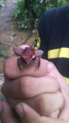 Platymantis corrugatus