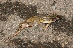 Lithobates sphenocephalus utricularius