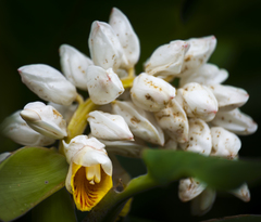 Alpinia hainanensis