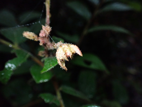 Image of Glochidion eriocarpum by (c) W Rao, some rights reserved (CC BY)