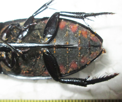 Hydrophilus senegalensis