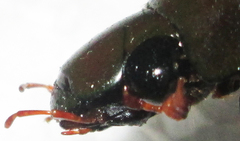 Hydrophilus senegalensis