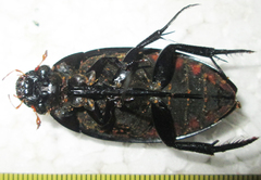 Hydrophilus senegalensis