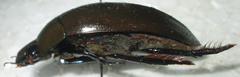 Hydrophilus senegalensis