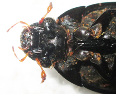 Hydrophilus senegalensis