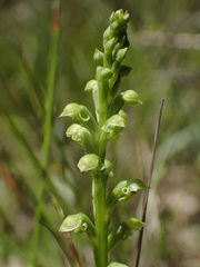 Microtis frutetorum