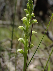 Microtis frutetorum
