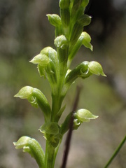 Microtis frutetorum