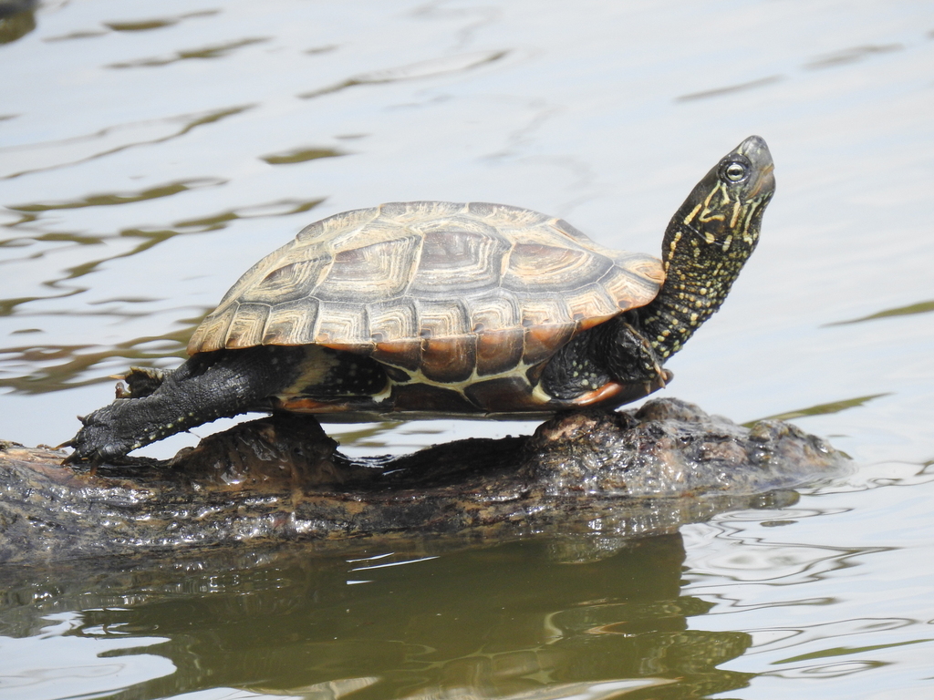 Chinese Pond Turtle in May 2023 by Jennifer Linde · iNaturalist