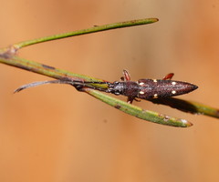 Eburophora octoguttata