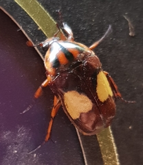 Pedinorrhina trivittata