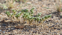 Loeflingia squarrosa