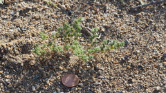 Loeflingia squarrosa