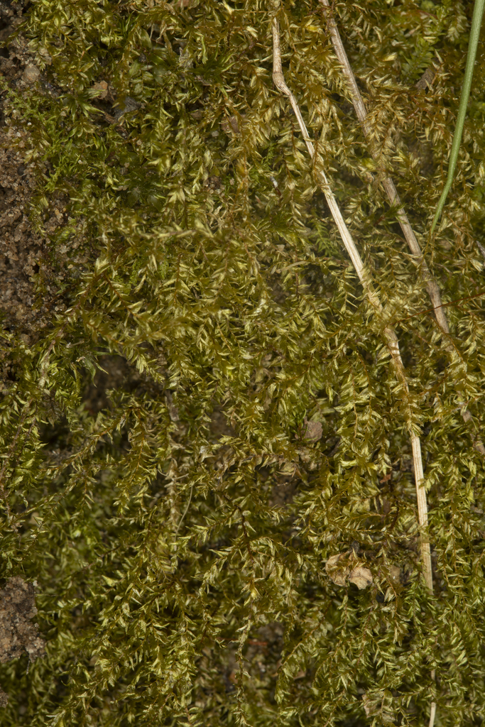 Eurhynchium laevisetum