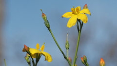 Menodora scabra glabrescens