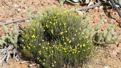 Menodora scabra glabrescens