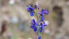 Delphinium parishii subglobosum