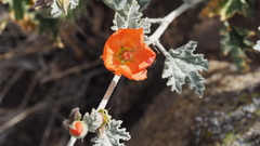 Sphaeralcea ambigua rugosa