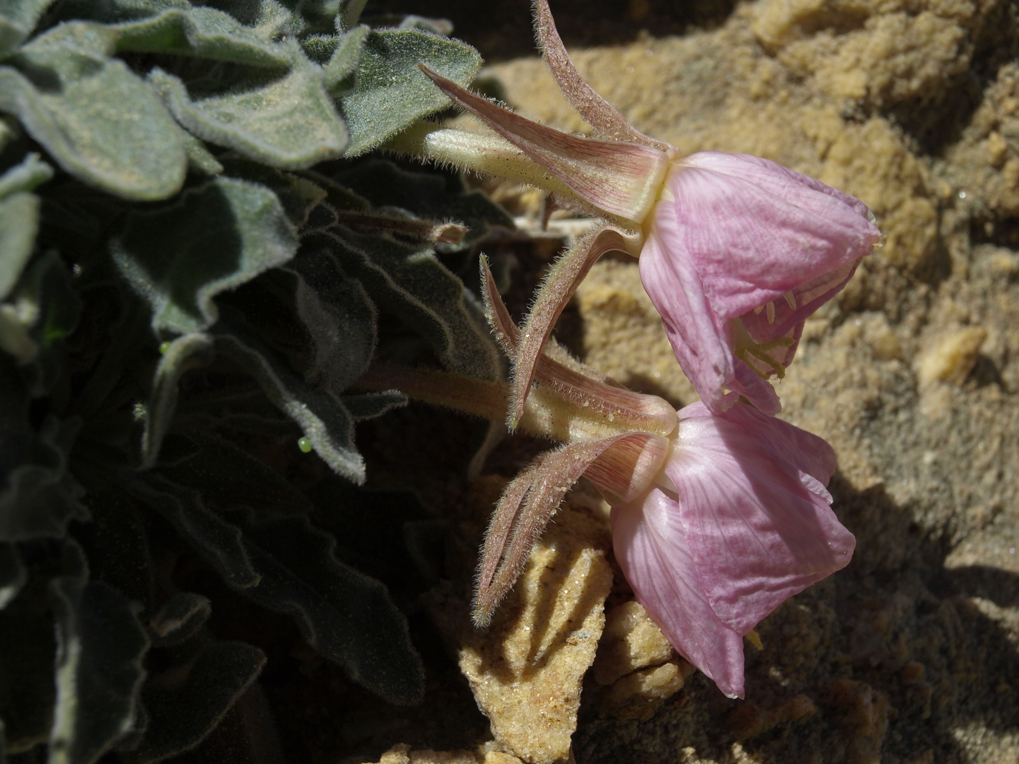 Oenothera cespitosa ssp. crinita