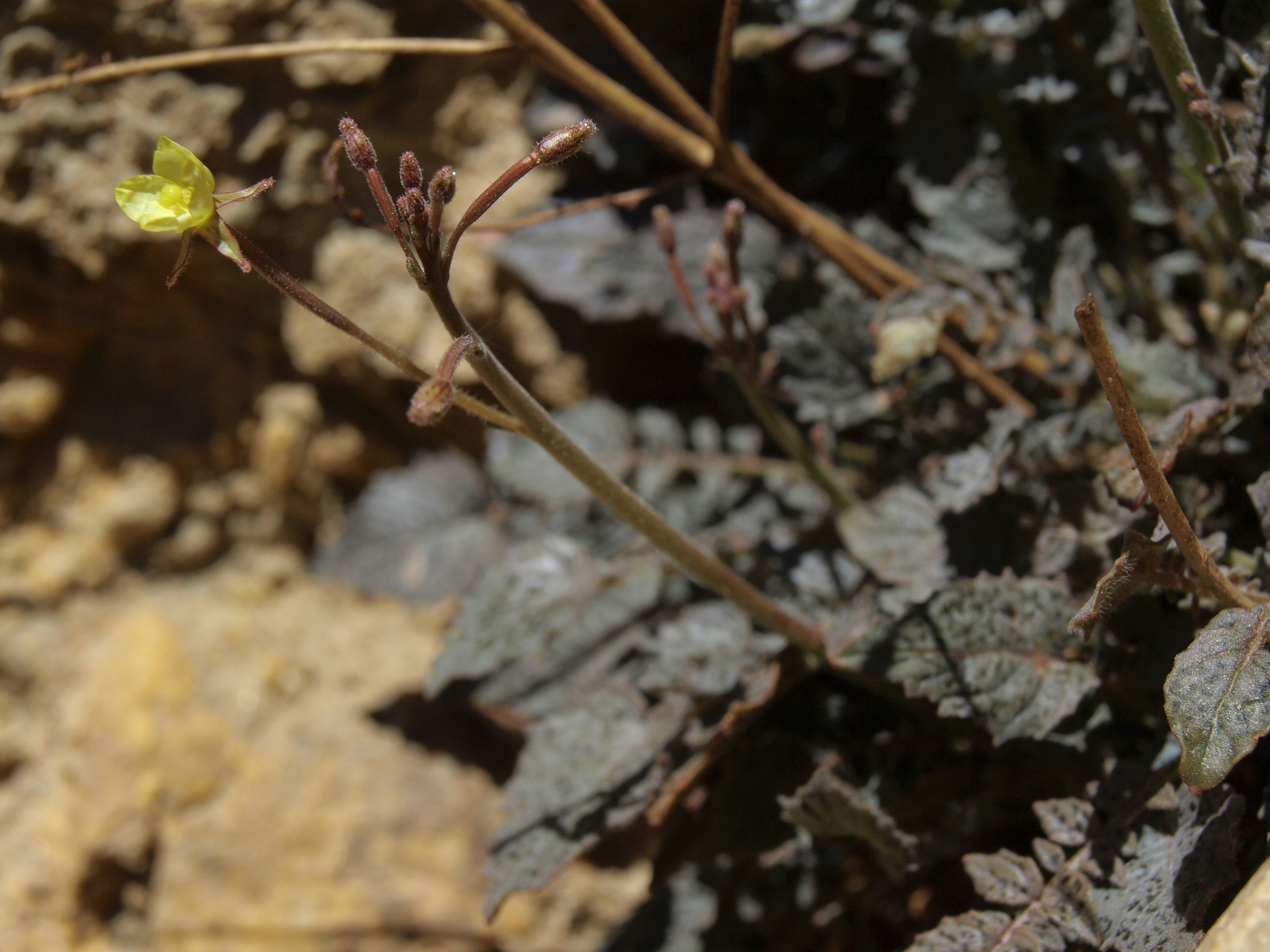Chylismia walkeri ssp. tortilis