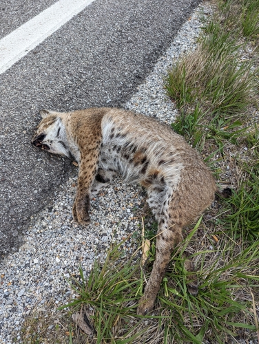 Bobcat photographed in Missouri