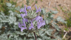 Salvia carduacea