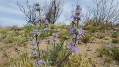 Salvia carduacea