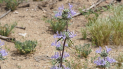 Salvia carduacea