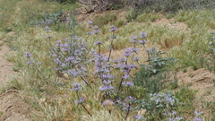 Salvia carduacea