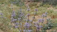 Salvia carduacea