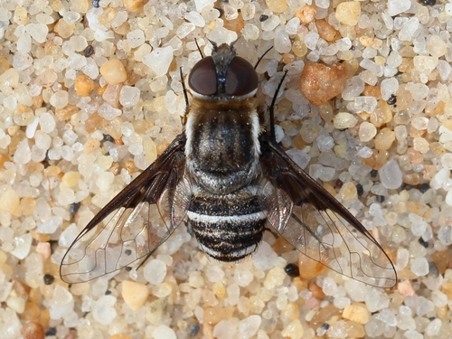 Exhyalanthrax afer Fabricius, 1794