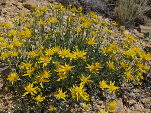 Acamptopappus shockleyi A.Gray
