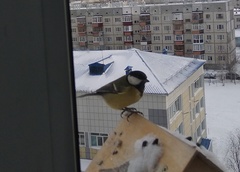 Parus major