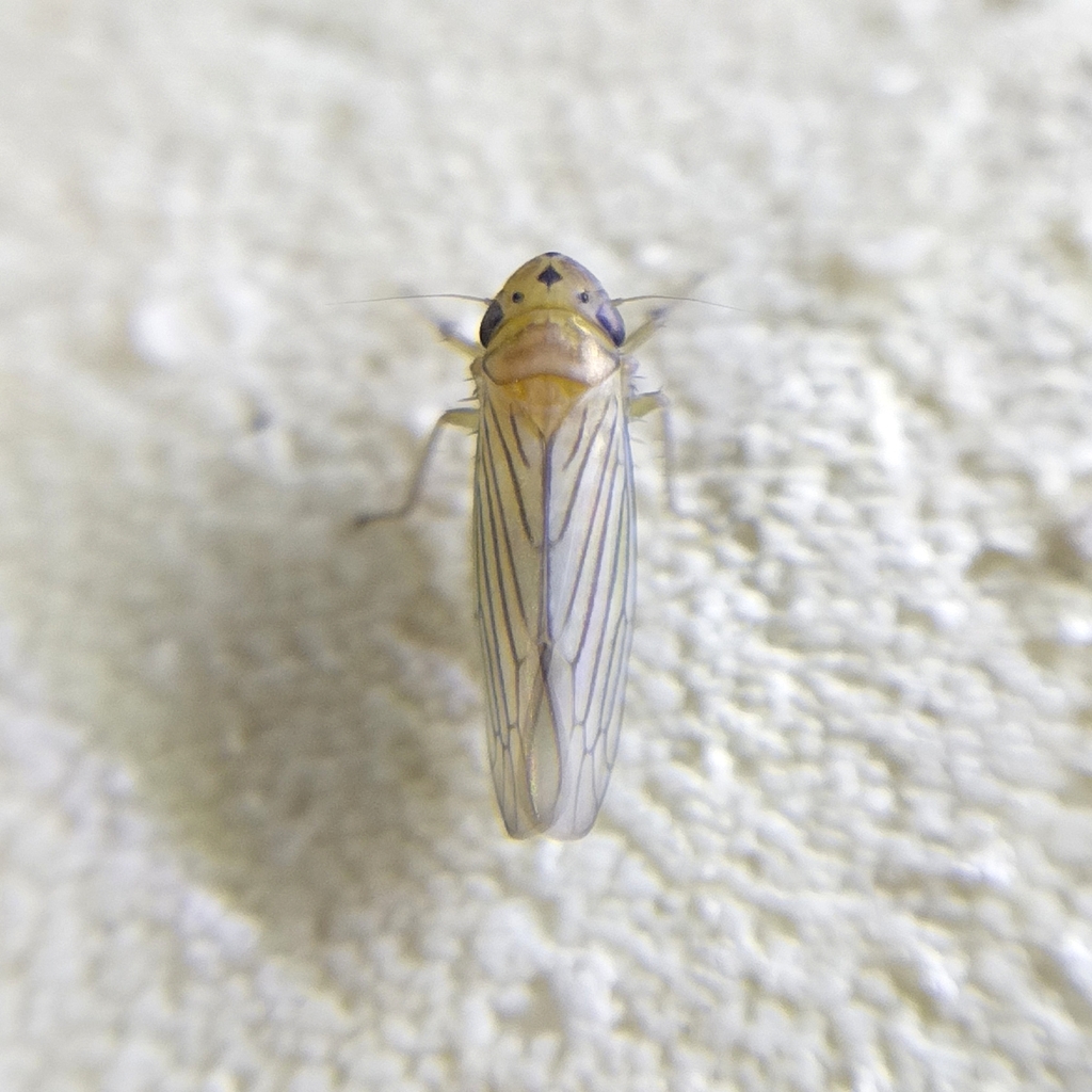 Provancherana mollicella