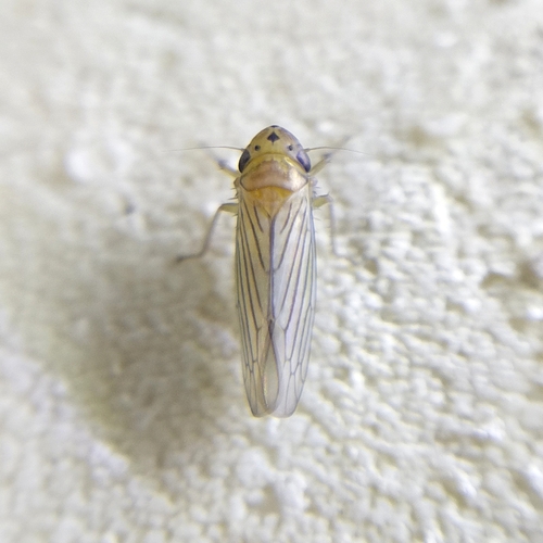 Provancherana mollicella