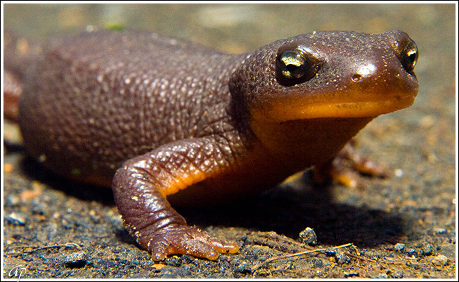 Roughskin Newt