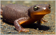 Roughskin Newt photo 1