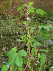 Malva verticillata