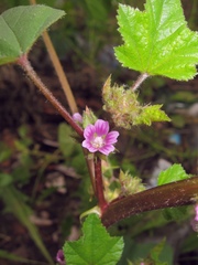Malva verticillata