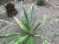 Sansevieria sambiranensis