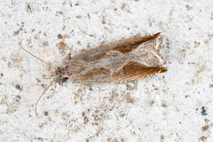 Ancylis diminutana