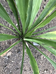 Sansevieria sambiranensis