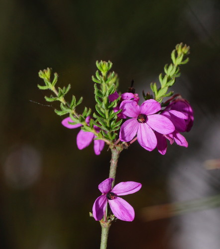 Tetratheca bauerifolia F.Muell.