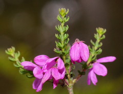 Tetratheca bauerifolia