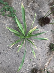 Sansevieria sambiranensis