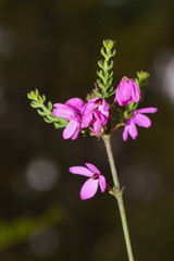 Tetratheca bauerifolia